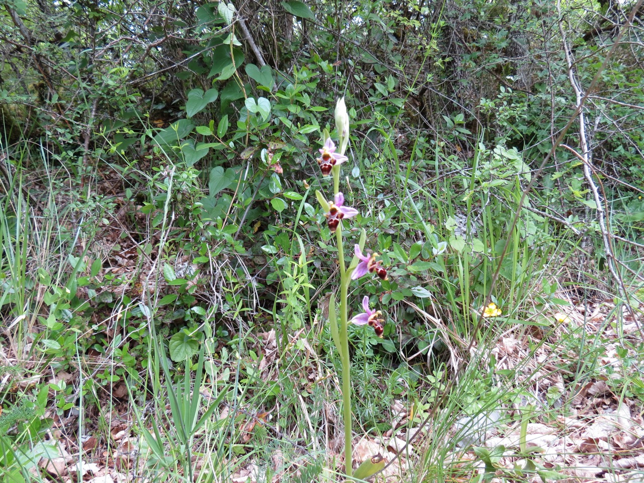 Ophrys bécasse 1312